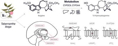 Corrigendum: Three naturally-occurring psychedelics and their significance in the treatment of mental health disorders